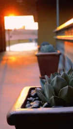 It’s golden hour magic, wrapped in desert calm. A quiet moment where everything slows down, and the world feels a little softer, a little more sacred. Whether you’re on the balcony, by the firepit, or walking the grounds, you’ll feel it—that quiet kind of beauty that stays with you.
.
Stay a little longer, and let the sunset show you something sacred.
🌄🌅 #SunsetAtTheWilde #SedonaGlow #DesertLight #EveningEscape #TheWildeWay #WanderSlow #RedRockViews #NatureLovers